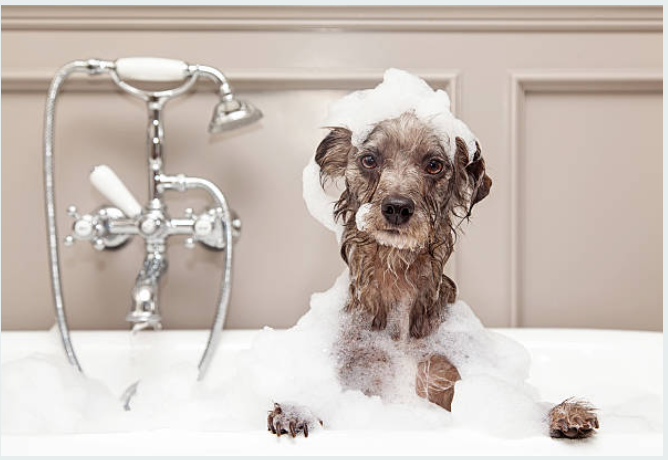 Dog_Bubbles